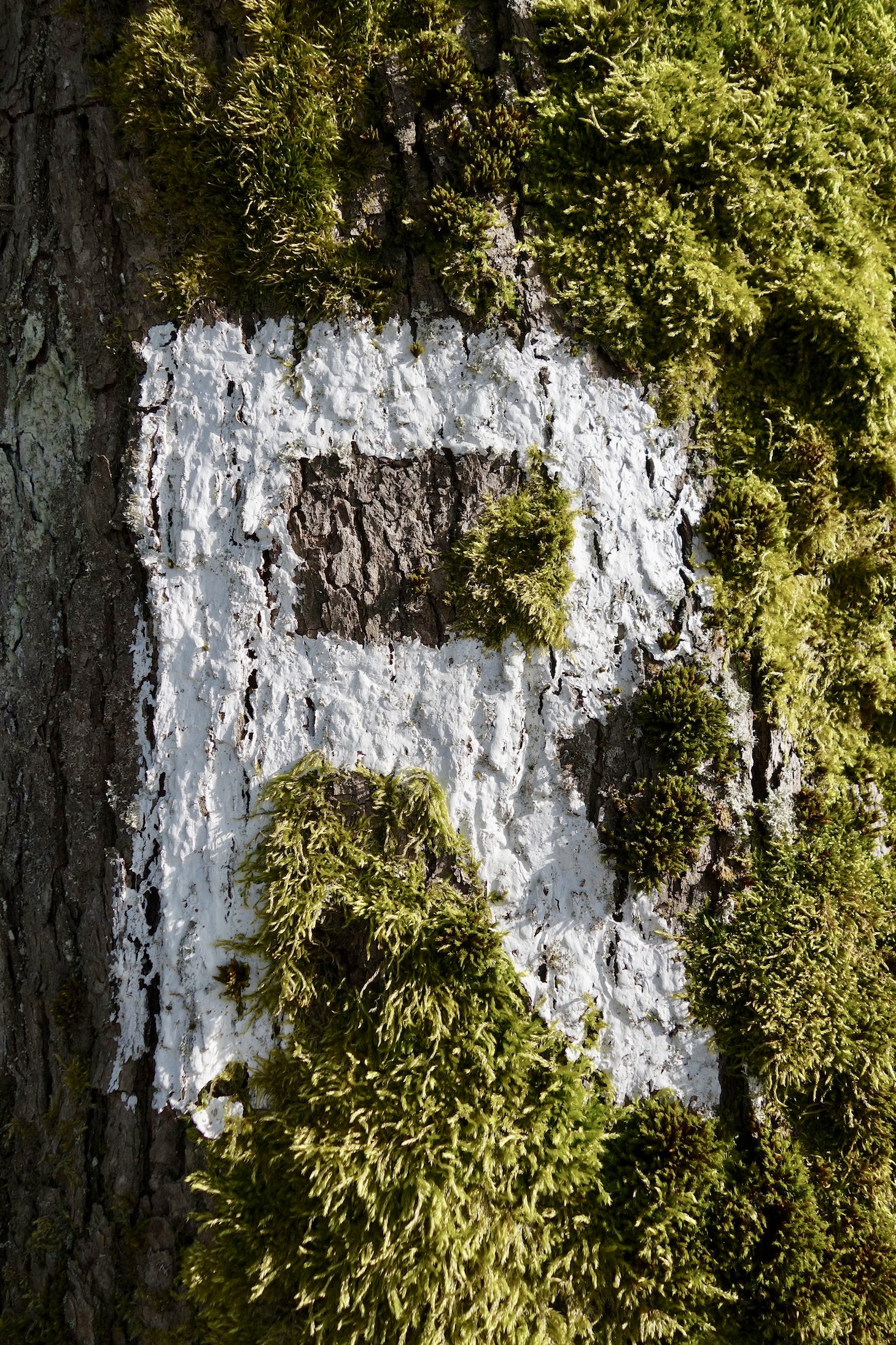The Rennsteig’s white R trail marker painted on a spruce beside a sunlit forest road